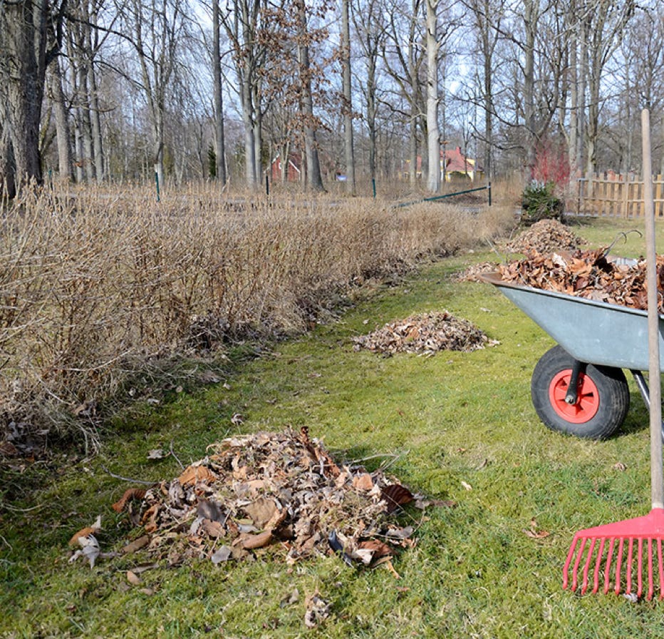 Garden Clean up East Tamaki, Hedge & Tree Trimming, Lawnmowing and more. Clean My Carpet