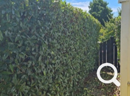 Garden Clean up Botany, Hedge & Tree Trimming, Lawnmowing and more. Eastern Property Services
